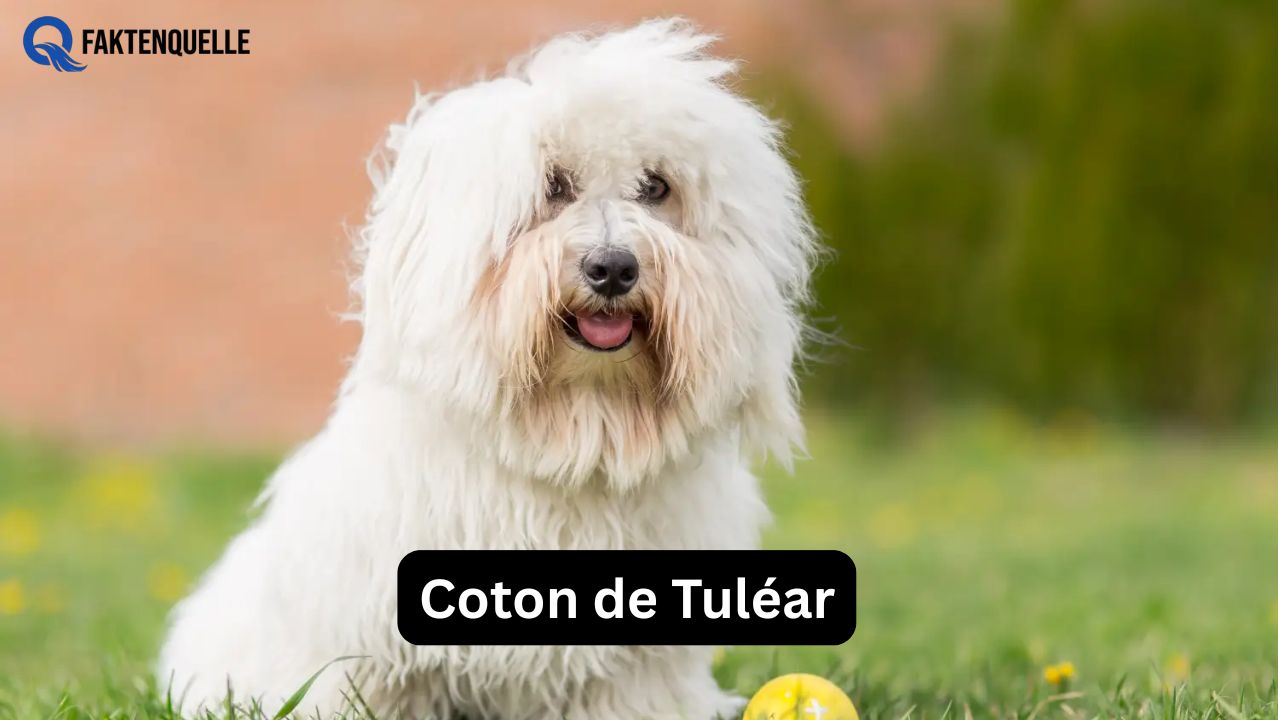 Coton de Tuléar: Wesen, Pflege und Kaufberatung